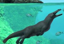 عاش قبل 180مليون سنة.. العثور على كائن بحري ضخم