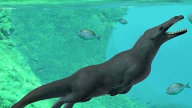 عاش قبل 180مليون سنة.. العثور على كائن بحري ضخم