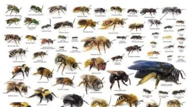 تعرف-على-أنواع-النحل-المنتج-للعسل