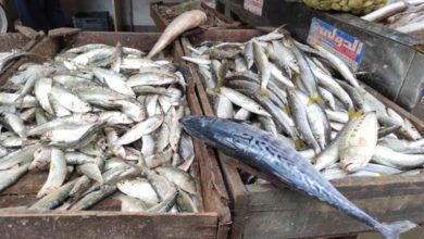 أسعار-الأسماك-والمأكولات-البحرية-اليوم-السبت-في-سوق-العبور