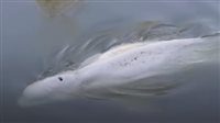 علماء-أحياء-يكشفون-سبب-هجوم-الحيتان-على-البشر-(فيديو)
