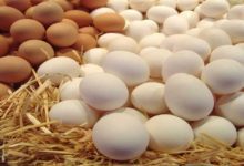 أسعار-البيض-اليوم-السبت-في-المزرعة-(موقع-رسمي)