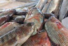 أسعار-السمك-والمأكولات-البحرية-اليوم-السبت-في-سوق-العبور