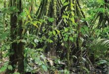 “نوع-منقرض-منذ-185-عاما”.-اكتشاف-شجرة-نادرة-في-البرازيل