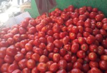 انخفاض-أسعار-الطماطم-والخيار-والكوسة-بسوق-العبور-اليوم-الخميس