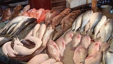 ارتفاع-أسعار-السمك-البلطي-والجمبري-وانخفاض-البوري-بسوق-العبور-اليوم