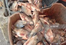 انخفاض-أسعار-السمك-البلطي-والمكرونة-والجمبري-في-سوق-العبور-اليوم-الخميس