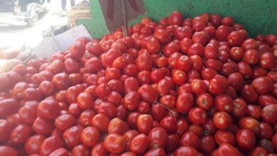 ارتفاع-أسعار-الطماطم-والكوسة-والفاصوليا-بسوق-العبور-اليوم-الخميس