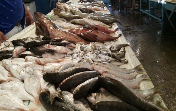 ارتفاع-السمك-البلطي-وتراجع-البوري-في-سوق-العبور-اليوم-الخميس