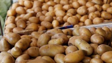 تراجع-أسعار-البطاطس-والبصل-وزيادة-الليمون-واليوسفي-في-سوق-العبور-اليوم